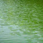 How To Fix Green Pool Water
