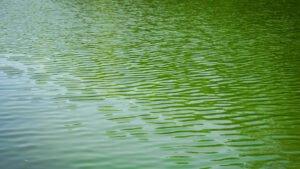 Read more about the article How To Fix Green Pool Water