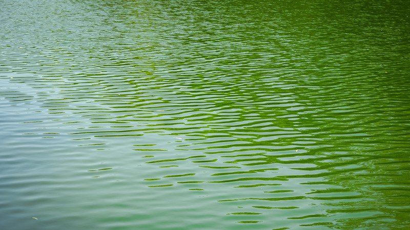 Read more about the article How To Fix Green Pool Water